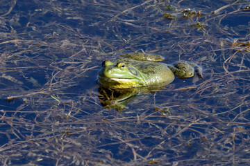 frog in the pond