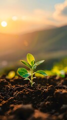 Spring plant seedlings are growing on the ground, sunlight, mountain