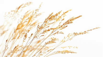 Sticker - Close-up shot of tall grass with a white sky in the background, suitable for nature and outdoor themed images