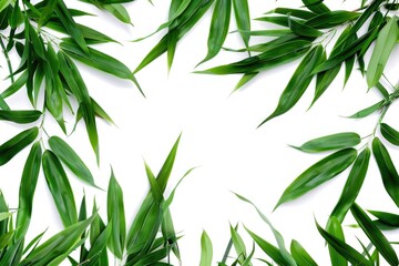 Poster - A simple frame made of green leaves on a white background