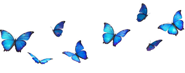 blue flying butterfly png suitable