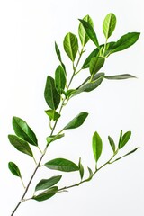 Aufkleber - A close-up shot of a green leafy stem against a white background, suitable for use in botanical or scientific contexts