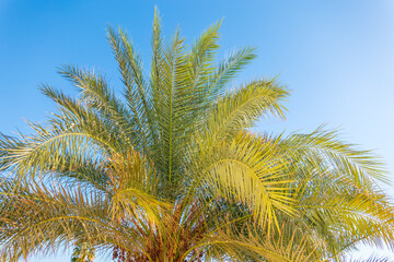 Wall Mural - Palm tree with green leaves on blue background