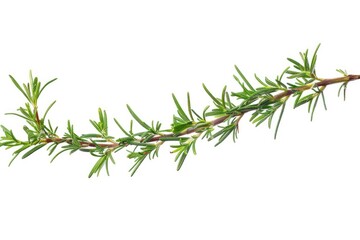 Poster - A detailed view of a tree branch with leaves and twigs, suitable for use in illustrations or designs where a natural element is needed