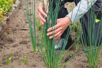 A pensioner takes care of plants in his garden. A small vegetable garden near the house.