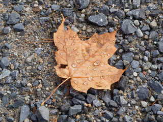 Dead Maple leaf on ground