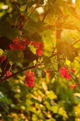 Wall Mural - Red currant bushes with berries in the sunset light in the garden. Gardening, life outside the city.