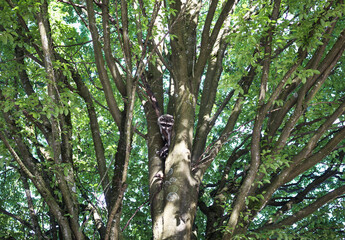 Two raccoons in tree looking at camera. Cute raccoons sitting high up in large tree for safety and shelter during the day in urban area. Urban wildlife, co-habitation with humans. Selective focus.