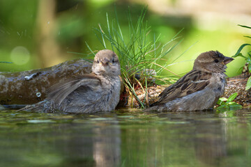 Poster - Two young sparrows are bathing. They spray water. Czechia. 