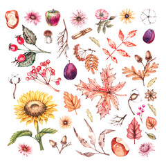 Watercolor set of autumn flowers, leaves and seeds. Watercolor autumn set of plants for food design, cards, banners etc. Autumn set of elements.