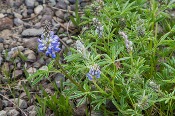 Sticker - Close up on plant growing in the rocky soil near a small lake in Yellowstone park. 