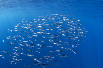 Wall Mural - Ball of sardines near the surface.Small fish in huge shoal.  Common fish in the ocean are looking for food. 