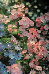 Wall Mural - Close-up of colorful flowers with dew drops in a garden under soft sunlight