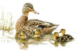 © K2Kstock - A duck swims with its chicks in a calm pond isolated on a transparent background