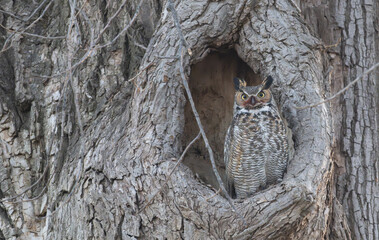 great horned owl in a tree knot hole.