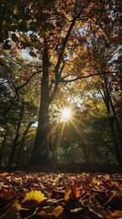 Wall Mural - The day of the autumnal equinox. symbolizing the balance of the day on the day of the autumnal equinox