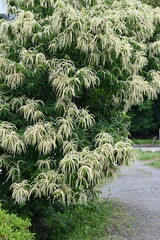 Canvas Print - Japanese chestnut flowers.Fagaceae deciduous fruit tree.Diclinous and insect-pollinated, attracting insects with the scent of the male flowers.