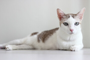 Wall Mural - The cat lay on the floor in white living room