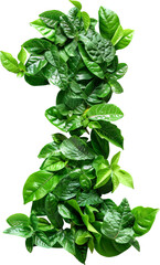 Poster - Numbers in leaves isolated on transparent background. PNG