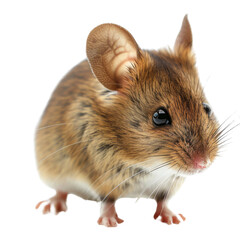 Wall Mural - Mouse isolated on transparent or white background