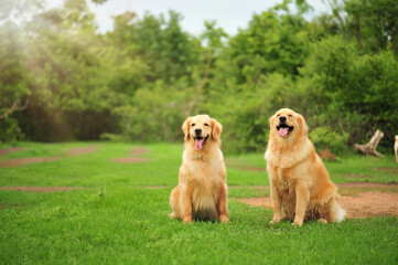 Two golden retriever dogs sitting on the grass Beautiful morning light