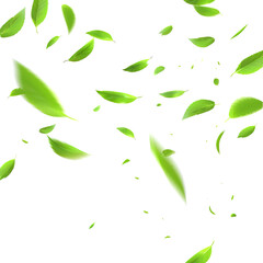 Wall Mural - Green leaves flying in the air isolated on transparent background. PNG