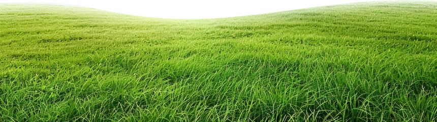 Wall Mural - Green lawn isolated on transparent background. PNG