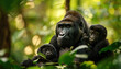 © Mladen - A gorilla family with a baby gorilla in the forests of Central Africa, African jungle, dense rainforest, Green Background, Nature Wallpaper