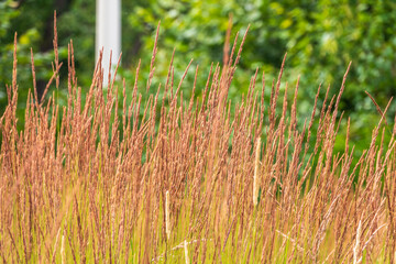 Wall Mural - Yellow reed in the field. Bright natural background with sunset. Selective soft focus of beach dry grass and reeds