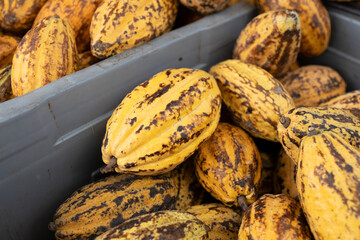 Wall Mural - Cacao Tree (Theobroma cacao). Organic cocoa fruit pods in nature.