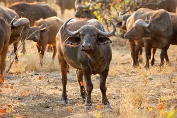 Poster - Herd of African buffaloes (Syncerus caffer), Kruger National Park, South Africa.