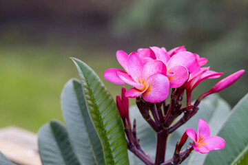 Wall Mural - Abstract macro view of a blooming plumeria (frangipani) inflorescence containing pink, yellow and white flower blossoms, with defocused background