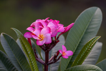 Wall Mural - Abstract macro view of a blooming plumeria (frangipani) inflorescence containing pink, yellow and white flower blossoms, with defocused background