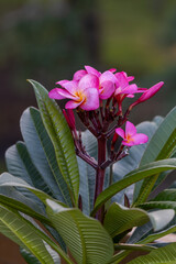 Wall Mural - Abstract macro view of a blooming plumeria (frangipani) inflorescence containing pink, yellow and white flower blossoms, with defocused background