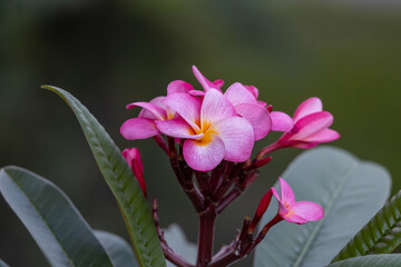 Wall Mural - Abstract macro view of a blooming plumeria (frangipani) inflorescence containing pink, yellow and white flower blossoms, with defocused background