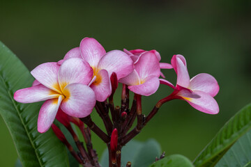Wall Mural - Abstract macro view of a blooming plumeria (frangipani) inflorescence containing pink, yellow and white flower blossoms, with defocused background