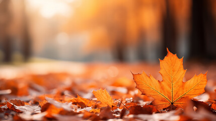 Sticker - Colorful foliage in the park. Falling leaves natural background .Autumn season concept. Abstract autumn background