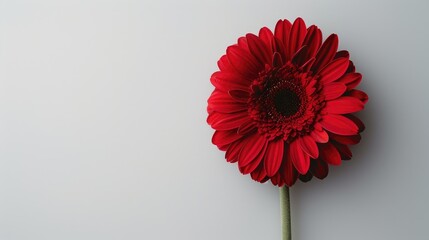 Canvas Print - Red flower on blank backdrop with room for text