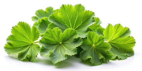 Delicate Alchemilla mollis, also known as Lady's Mantle, features soft, rounded leaves with delicate edges and veins, isolated on a pure white background.