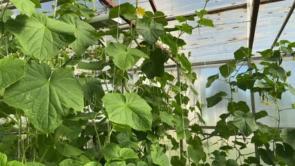 Wall Mural - Lush green cucumber bushes in a greenhouse