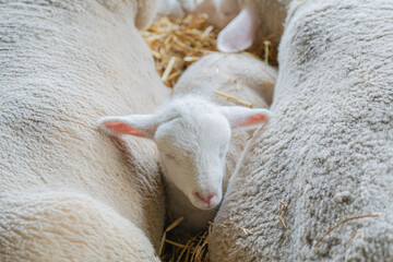 small lamb sleeping between two mature sheep animals on dairy farm