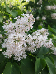 Sticker - White blooming lilac