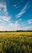 © Robotoyo - A wide shot of the sky over an open field with trees in the distance, a clear blue sky