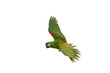 © Passakorn - Hahn macaw parrot flying isolated on transparent background png file
