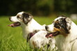 © flucas - Two dogs are sitting in a grassy field, one of which has a purple har