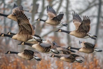 Wall Mural - 2 groups of geese flying in different directions