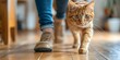 © Anastasiia - Trustworthy Pet Sitter Offering Professional Cat Walking Services. Concept Cat Walking Service, Professional Pet Care, Trustworthy Sitter, Feline Exercise, Reliable Cat Care