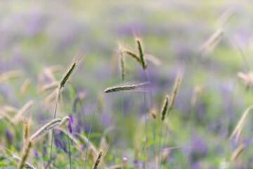 Close up of rye ears in a summer day with blue flowers in background, blurred background.