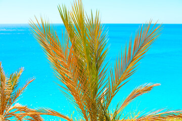 Wall Mural - Palm tree with green leaves is in front of a blue ocean. Tropical nature near the ocean