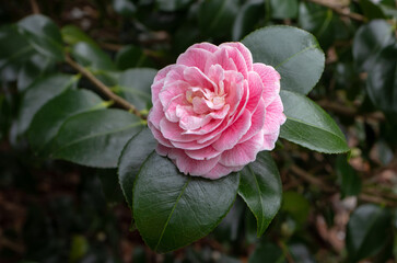 Wall Mural - Pale pink camellia japonica or japanese camellia flower